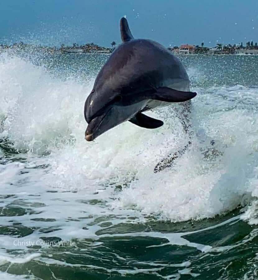St. Pete Beach: Dolphin Racer Sightseeing Cruise - Frequently Asked Questions