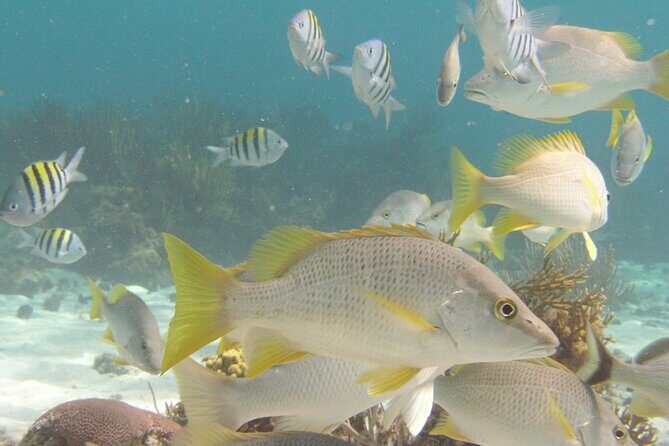 Stingray Sandbar, Snorkeling, and Starfish Point - Group Size & Transport