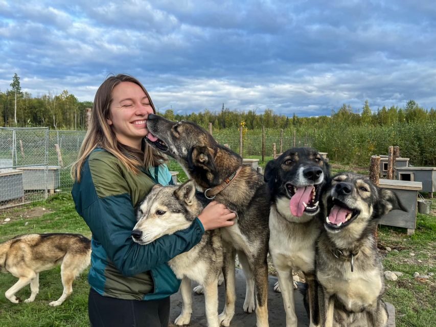 Summer Sled Dog Kennel Tour - The Value of the Experience