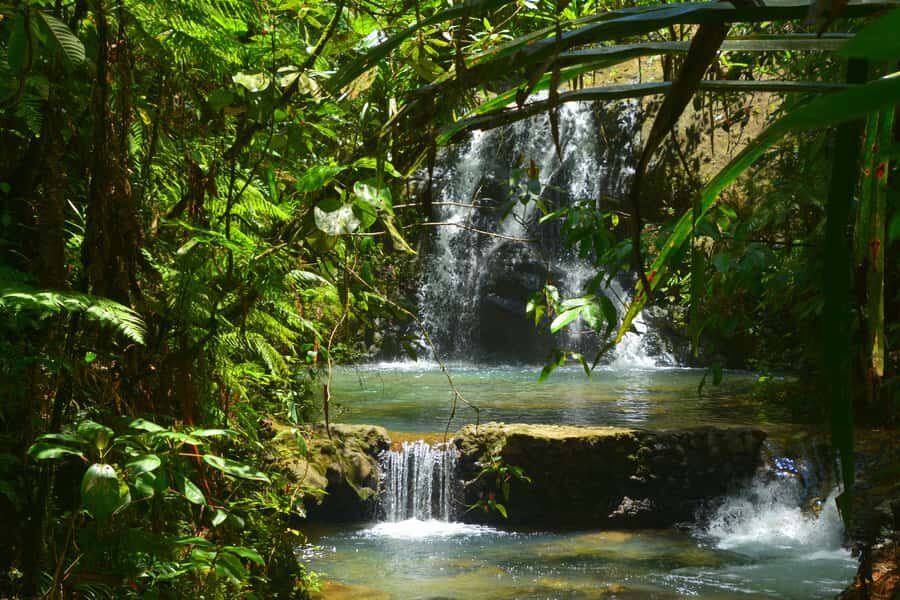 Suva: Fijian Nature and Waterfall Tour - The Guide and Transportation