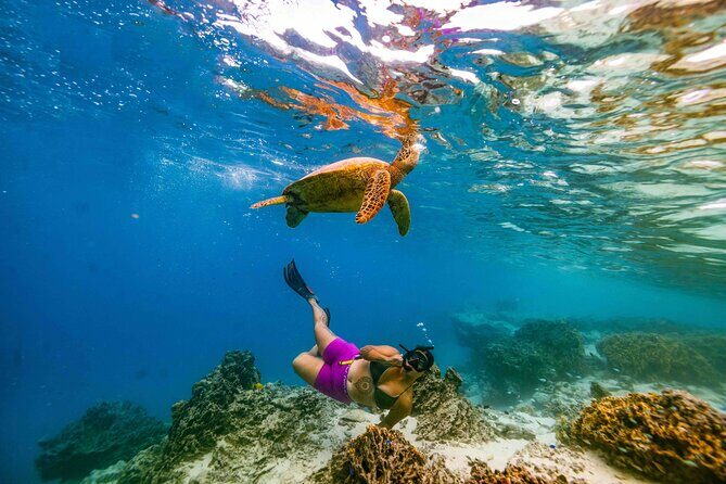 Swim With The Turtles Rarotonga - Authentic Feedback & Unique Insights
