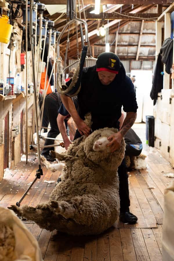 Tekapo: Merino Sheep Shearing and Sheepdog Demonstration - The Setting and Location