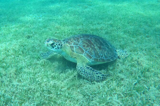 The Frederiksted St. Croix Sea Turtles Snorkeling Tour - The Experience: What to Expect