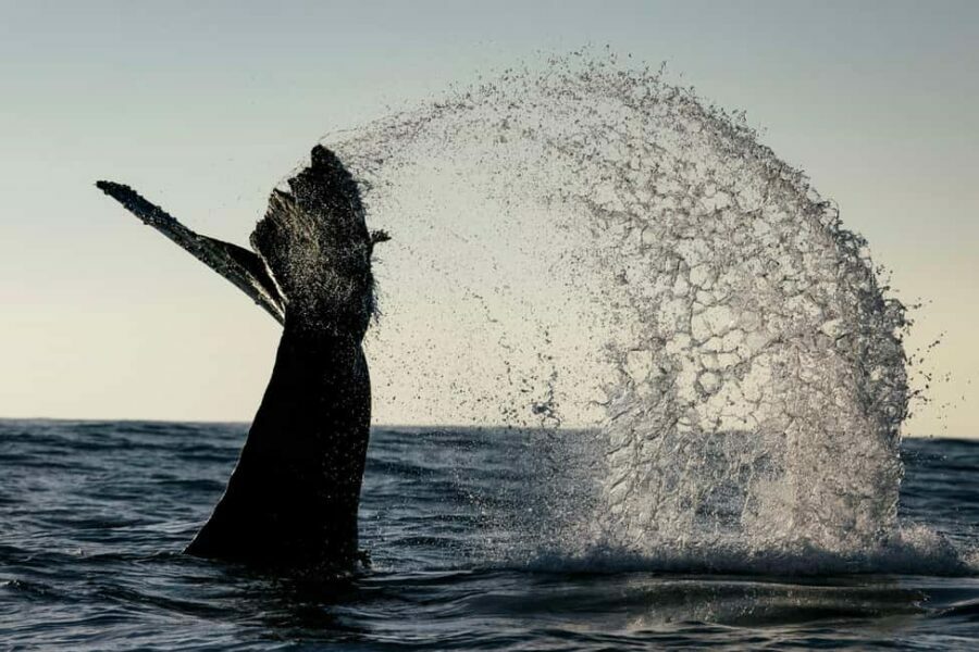 Tofino: Covered Boat Winter Wildlife Watching Tour - Value and Practicalities