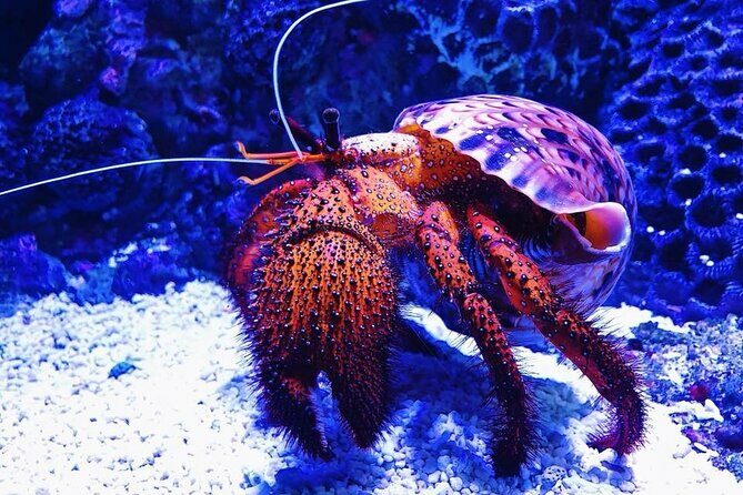 Tomb of the Pharaohs and Cairns Aquarium Combo - Cairns Aquarium: Marine Wonders Close to Home