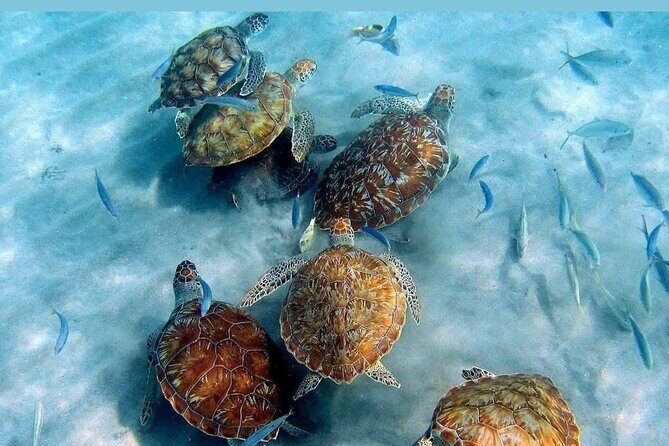 Tour to the best beaches; snorkel with fish and turtles - What’s Included and What You Should Bring