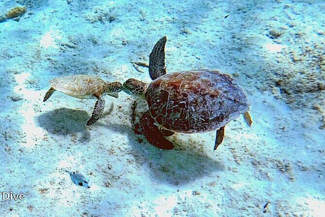 Underwater Guided Snorkeling Adventure in Bonaire - The Experience in Detail