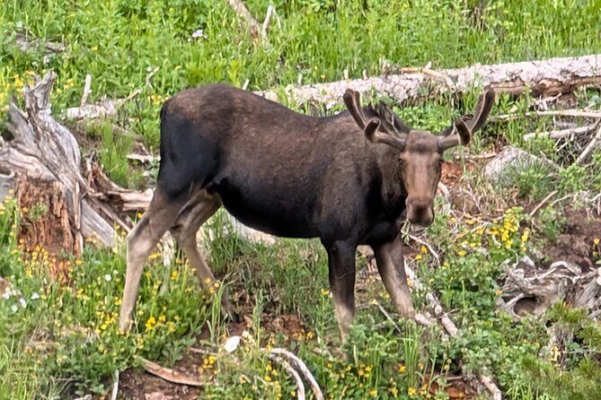 UTV Wilderness Experience in The Uinta Mountains - What’s Included and What’s Not