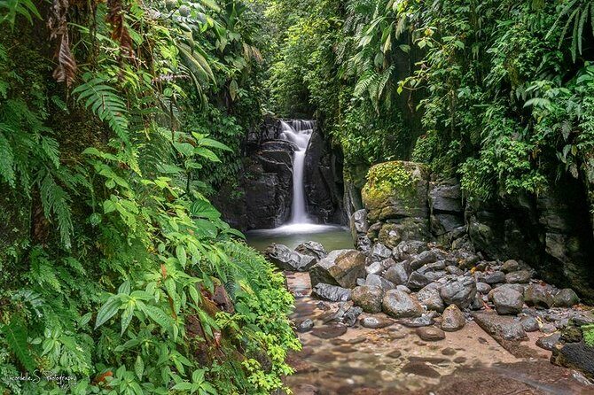 V.I.P North Caribbean deep forest Tour -The Green Martinique - What’s Included and What’s Not