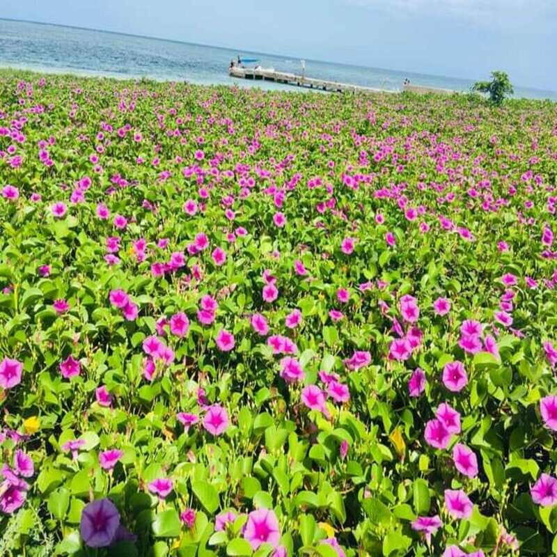 Veracruz: Snorkeling Adventure at Isla de En Medio - The Realities of the Snorkeling Experience