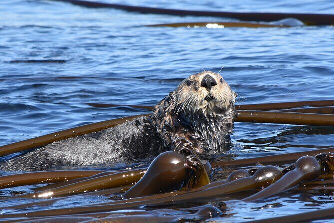 Victoria Whale Watch Tour - The Cost and Its Value