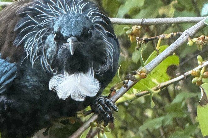 Waiheke Island Private Birding Tour - Deep Dive into the Itinerary