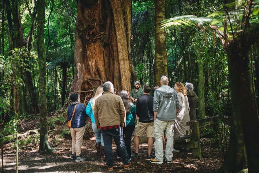 Wellington: Original LOTR Full-Day Tour with Weta & Lunch - What Guests Say