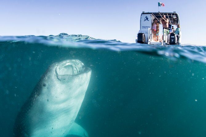 Whale Shark Swim Adventure in La Paz - The Itinerary in Detail