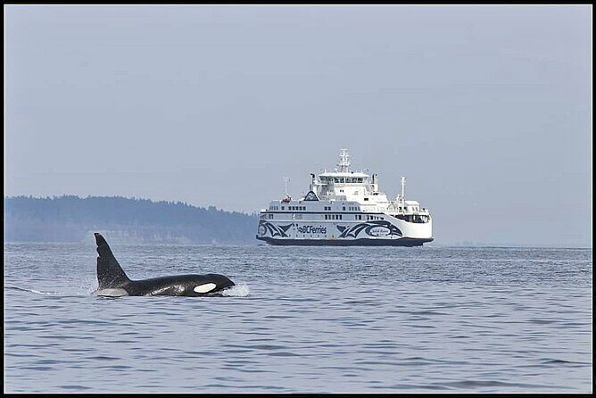 Whale Watching Adventure Vancouver - What to Expect on the Water