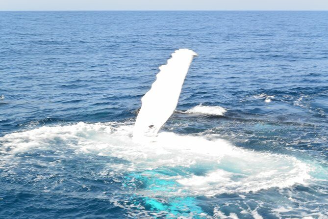 Whale Watching Cruise from Mooloolaba - Summary: The Value of a Small-Group Whale Watching Tour
