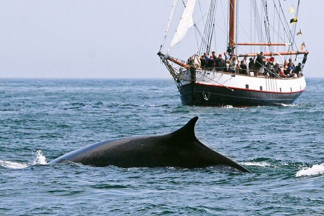 Whale Watching in Saint Andrews (NB) with Private Car Tour - The Value of This Whale Watching Tour