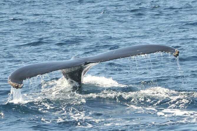 Whale Watching on Sundeck in Bermuda - Who Will Love This Tour?