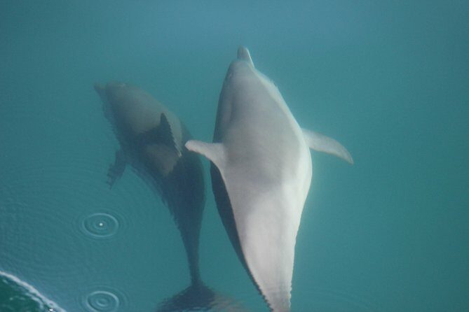 Wild Dolphin Encounter in Puerto Vallarta - The Practicalities and Value
