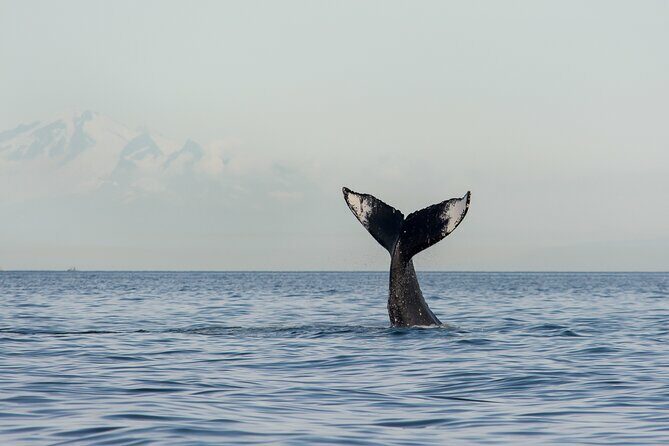 Wild Whale Watching Experience - Open Air Vessel - Enhancing the Experience: What’s Included and What to Bring