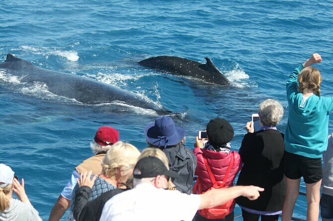 World class Whale Watching from Hervey Bay - What Makes the Boat and Itinerary Special