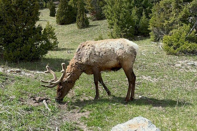 Yellowstone Private Tour - Final Thoughts