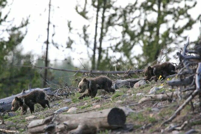 Yellowstone Privately Guided Safari at Sunset - FAQ