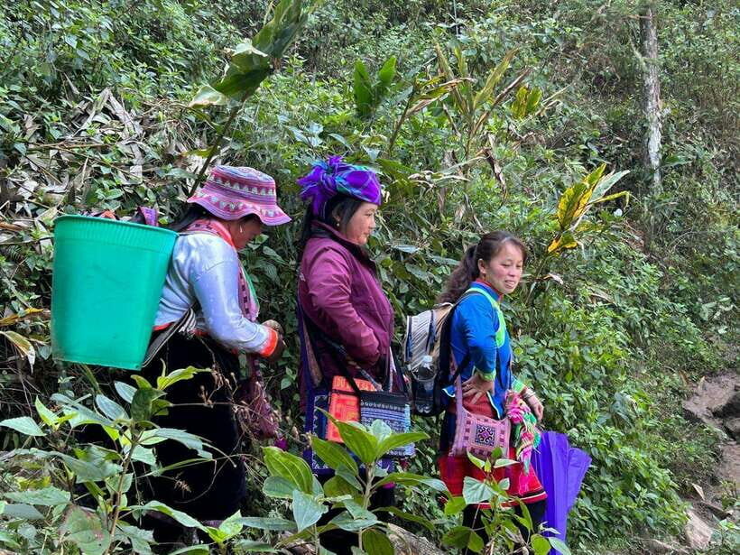 1 Day Sapa Trek&Home-cooked Lunch HmongSisterHouse&Trekking - Deep Dive: What to Expect and What Not