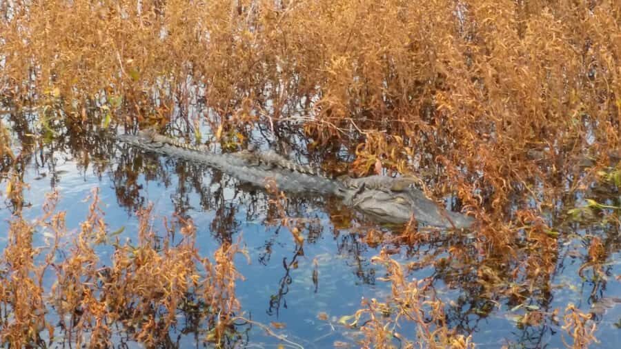1 Hour Airboat Everglade Tour - The Itinerary: From Check-In to Departure