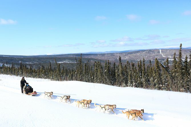 1 hour Winter Dog Sledding in Fairbanks - Final Thoughts