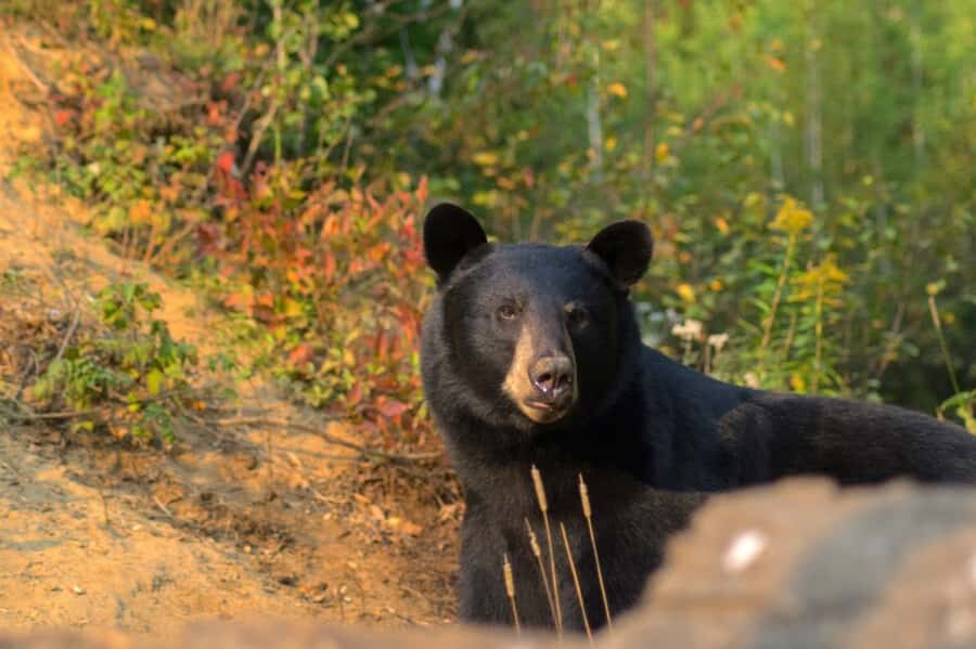 15 min. Tadoussac : Black Bear Observation with Expert Guide - The Observation Experience