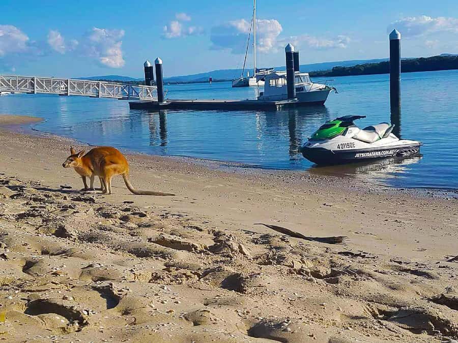 2.5-Hour Ultimate Jet Ski Safari to North Stradbroke Island - Authentic Experiences and Authentic Reviews