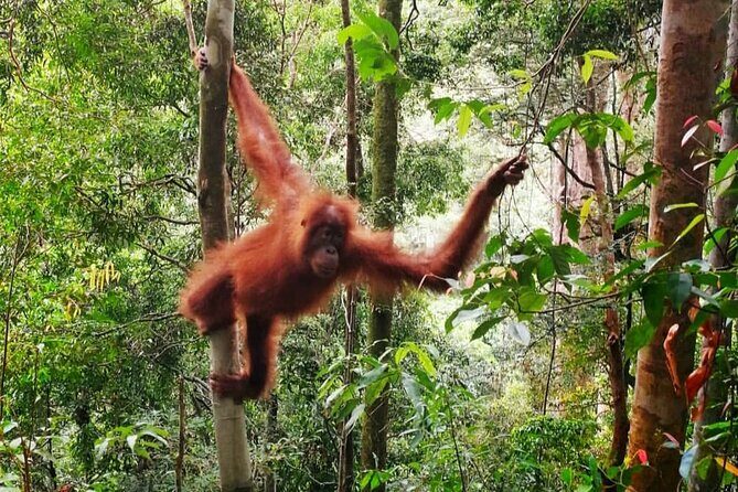 2 Days 1 Night Ethical Jungle Trekking - Authenticity and Ethical Focus