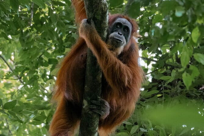 2 Days Ethical Jungle Trek in Sumatra - The Itinerary in Detail