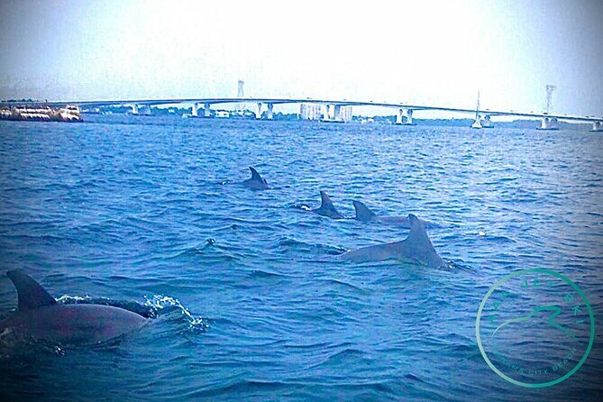 2 Hour Shell Island Jet Ski Dolphin Tour - The Joys and Challenges of the Experience