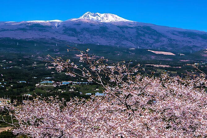 2026 JEJU Cherry Blossom West&South Full Day Tour with UNESCO - A Deep Dive into the Tour Experience