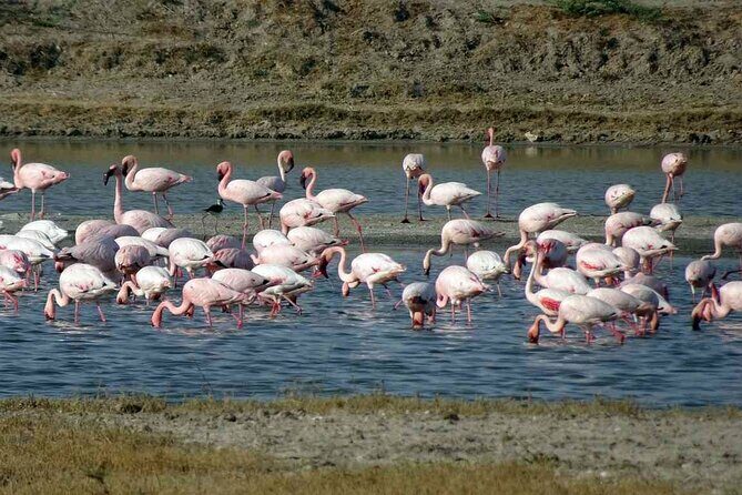3 day private tour of Rann of Kutch from Ahmedabad - Final Thoughts: Is This Tour for You?