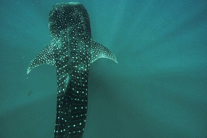 3 Hours La Paz Whale Shark First Class Snorkeling Tour - The Value of the Experience
