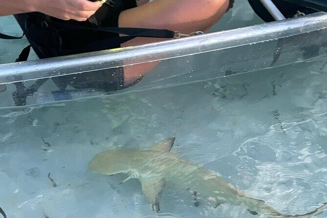 3hr Clear Kayak Tour of Mangroves, Marine Life and Iguanas - Who Should Consider This Tour?