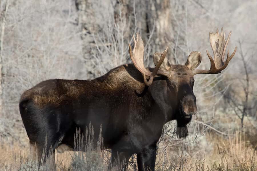 4 Hour Wildlife Safari in Grand Teton National Park - The Value of a Wildlife Safari in Grand Teton