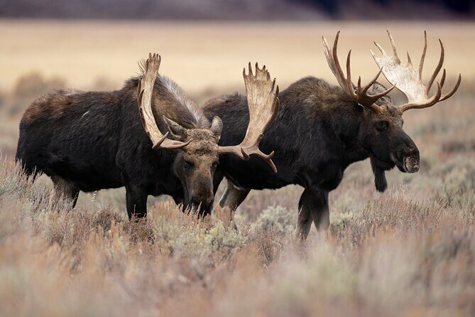 4 Hour Wildlife Safari in Grand Teton National Park - The Guide and Experience Quality