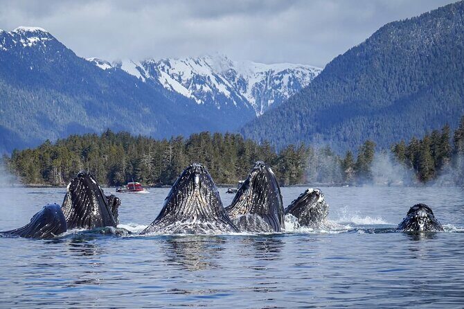 A Comfortable Sitka Whale Watching Wildlife Shore Excursion - Price and Value