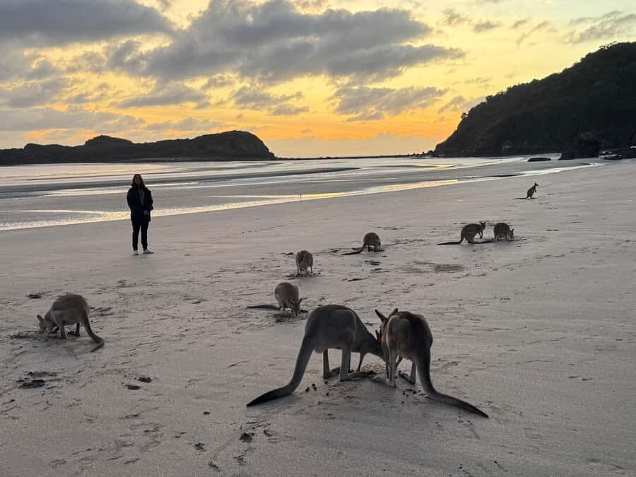 Airlie Beach: Kangaroos on the Beach at Dawn - FAQ