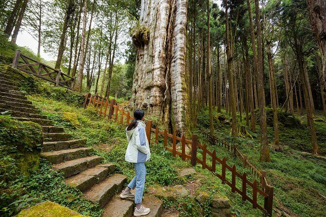 Alishan Taiwan 2 Day Private Tour from Taipei - The Sum Up