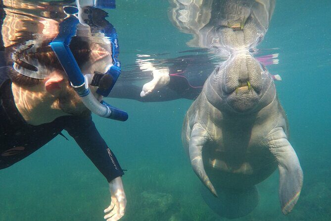 All Inclusive Private Manatee Swim - The Itinerary: What to Expect