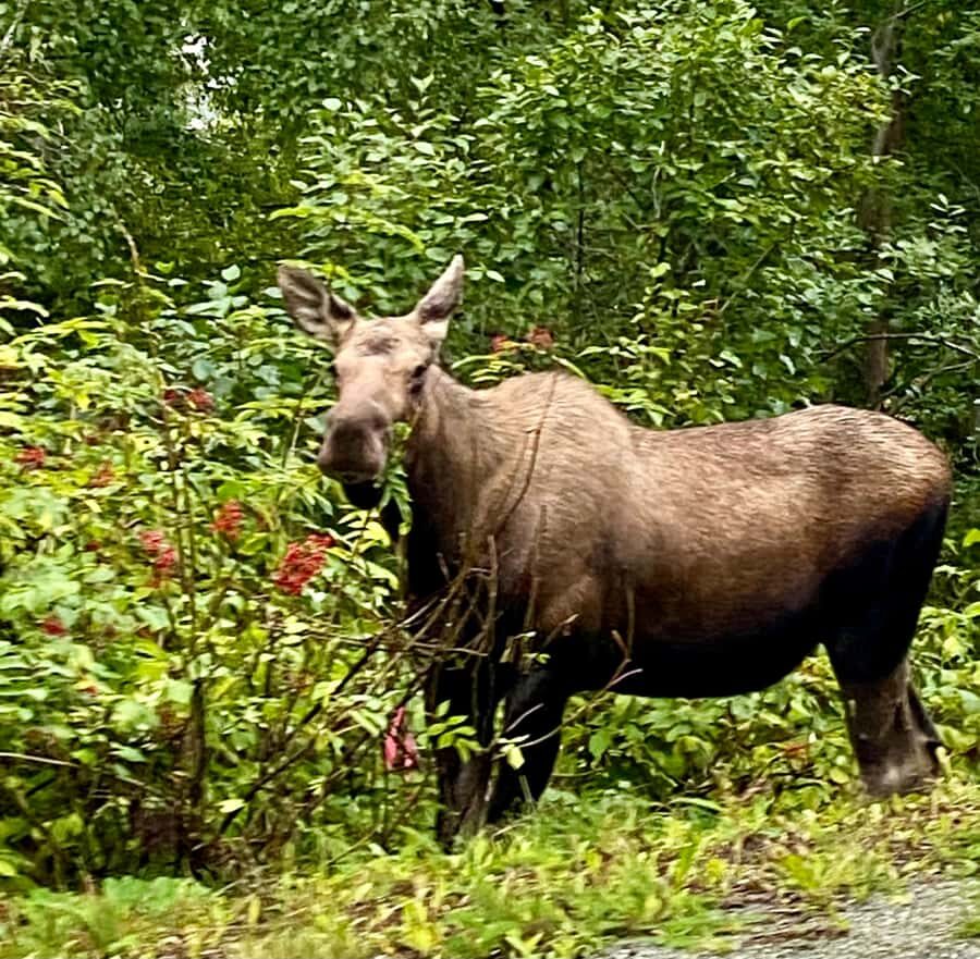 Anchorage: Wildlife Conservation Center & Portage Valley - Final Thoughts: Who Is This Tour Best For?