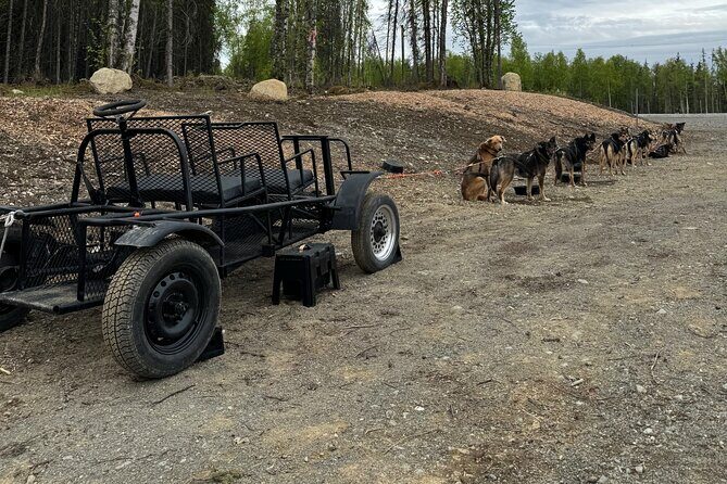 Anchorage's Authentic Dog Sledding Experience - The Realistic Side of the Tour