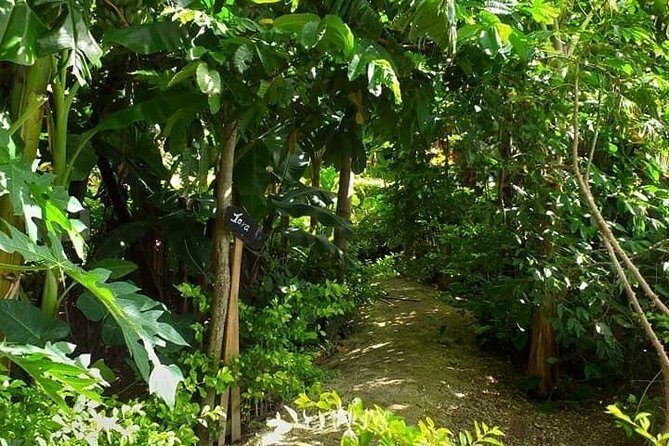 Ancient Tonga Cultur Tour 2hr Full Culture Tour - Meeting Point and Accessibility
