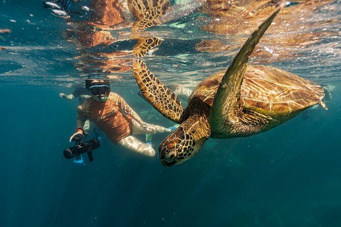 Ariki Adventures: Premium Sea Scooter Turtle Adventure - The Value of This Experience