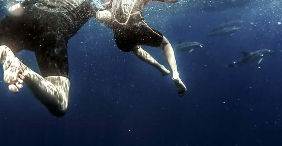 Azores: Swim with Dolphins Atlantic Experience - Understanding the Value